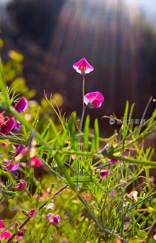 西班牙紫菜- Lathyrus clymenum